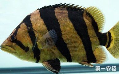 虎魚可以和金龍魚一起混養嗎
