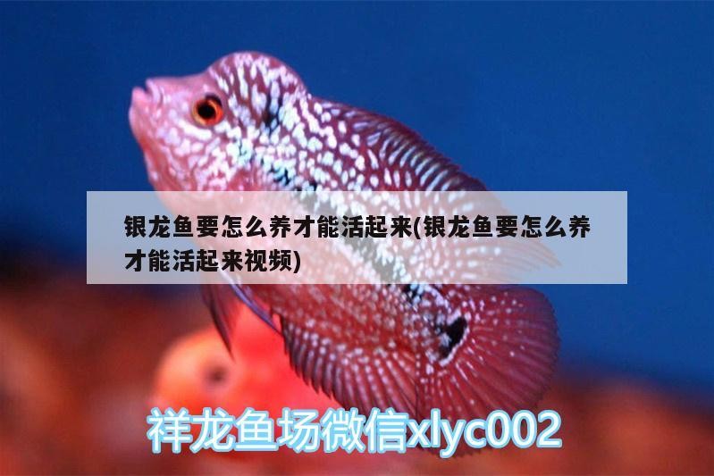銀龍魚要怎么養才能活起來(銀龍魚要怎么養才能活起來視頻)