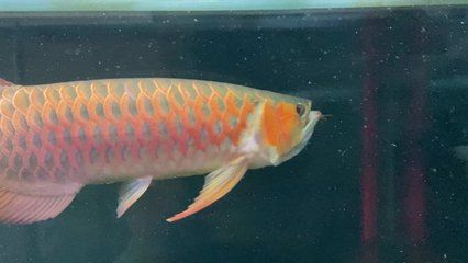 金龍魚與紅龍魚的區別在哪里啊