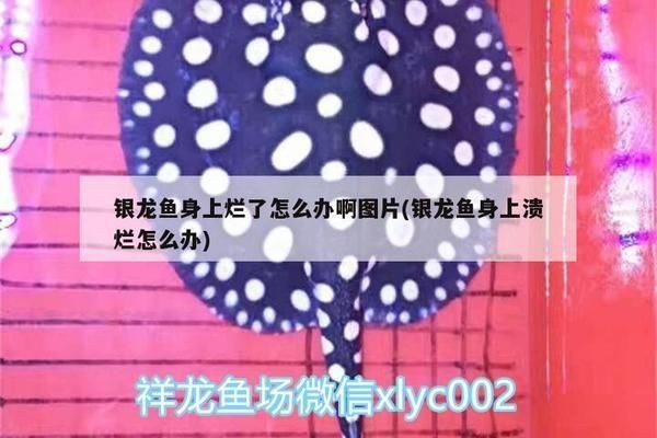 龍魚魚鱗潰爛后能恢復嗎怎么治vs祥龍魚場：龍魚魚鱗潰爛后能否恢復以及如何治療 龍魚魚鱗潰爛后能恢復嗎怎么治vs祥龍魚場：龍魚魚鱗潰爛后能否恢復以及如何治療 vs祥龍魚場 第4張