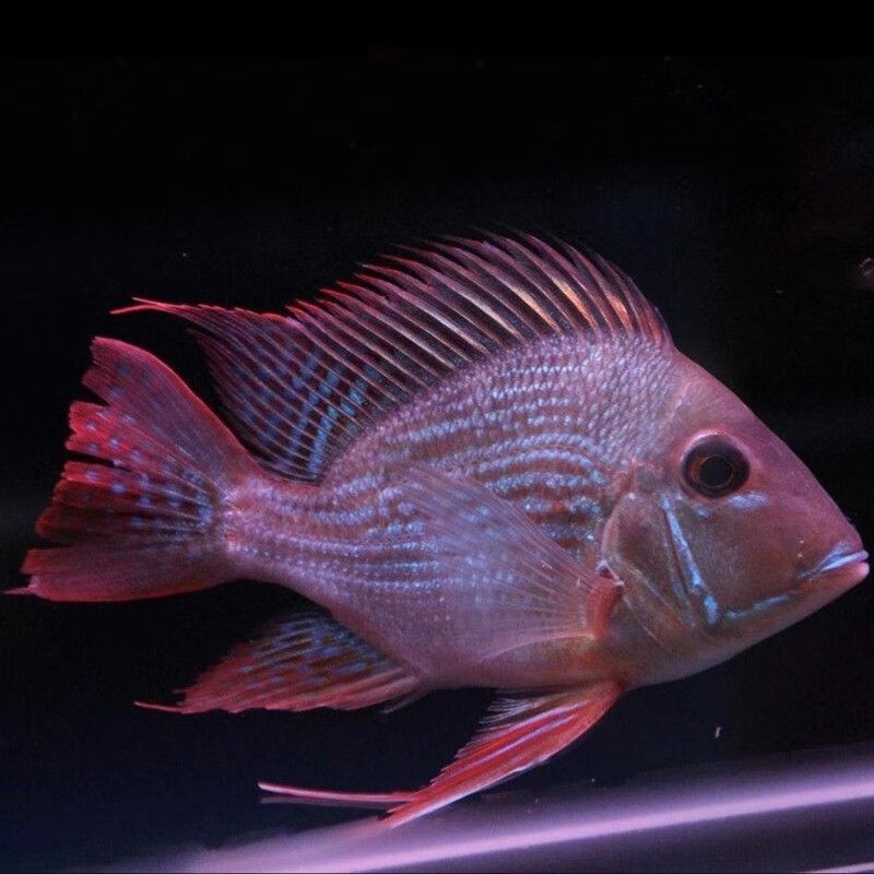 麒麟紅龍魚：如何鑒別高品質麒麟紅龍魚，麒麟紅龍魚市場價格趨勢