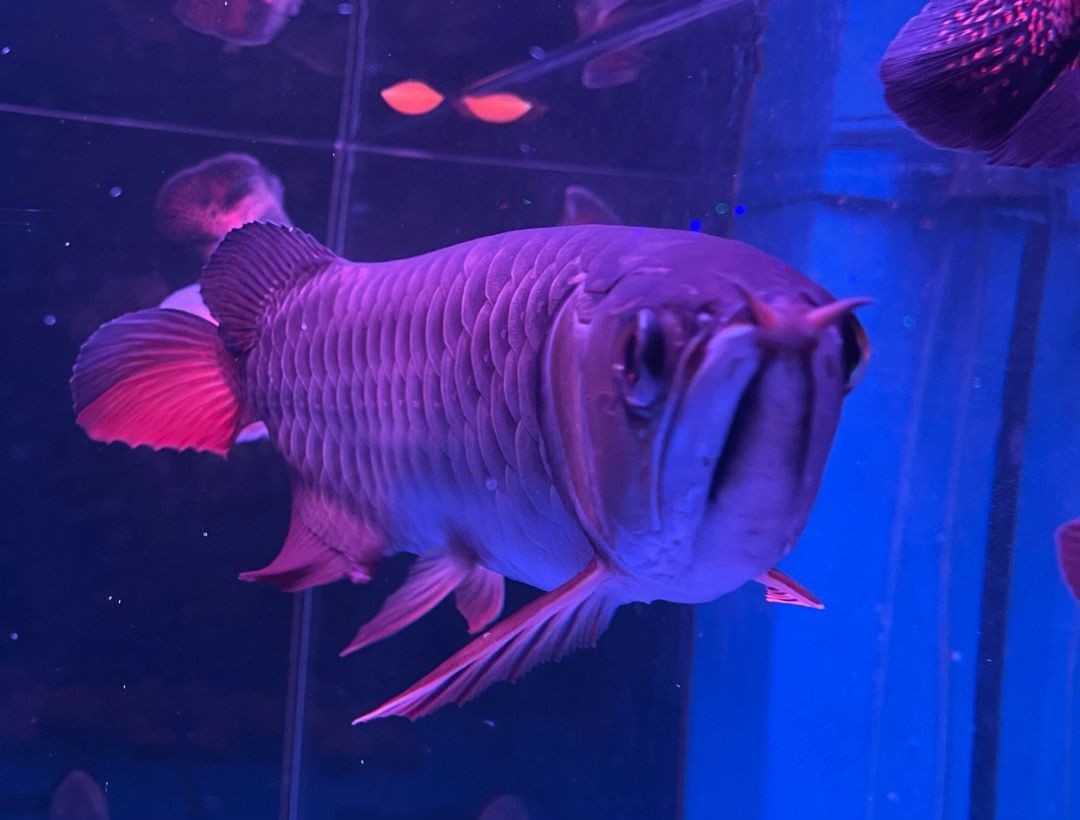 麒麟紅龍魚：如何鑒別高品質麒麟紅龍魚，麒麟紅龍魚市場價格趨勢