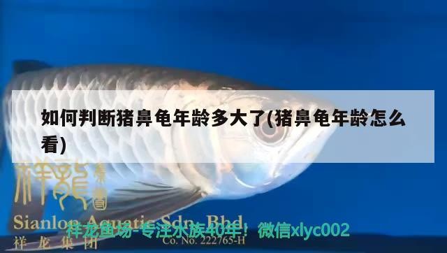 如何判斷豬鼻龜年齡多大了(豬鼻龜年齡怎么看) 如何判斷豬鼻龜年齡多大了(豬鼻龜年齡怎么看) 豬鼻龜百科