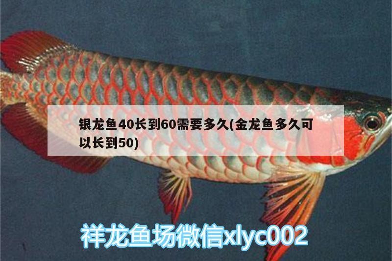 銀龍魚40長到60需要多久(金龍魚多久可以長到50) 銀龍魚40長到60需要多久(金龍魚多久可以長到50) 銀龍魚百科