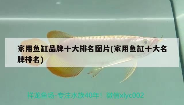 龍魚(yú)魚(yú)缸造景vs祥龍魚(yú)場(chǎng)：龍魚(yú)造景材料選擇 龍魚(yú)魚(yú)缸造景vs祥龍魚(yú)場(chǎng)：龍魚(yú)造景材料選擇 vs祥龍魚(yú)場(chǎng) 第2張