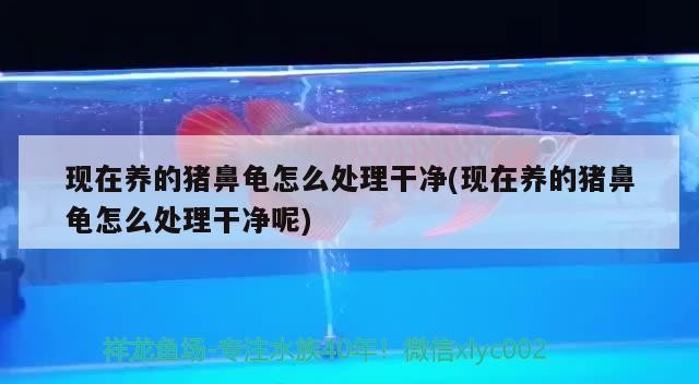 現在養的豬鼻龜怎么處理干凈(現在養的豬鼻龜怎么處理干凈呢)