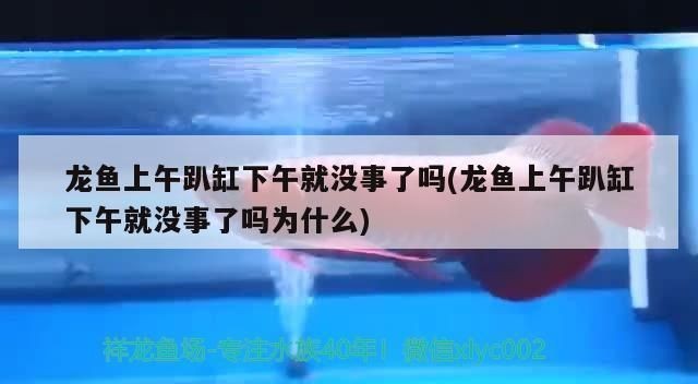 龍魚趴缸是不是因為水溫高了就會死vs祥龍魚場：如何調(diào)節(jié)龍魚養(yǎng)殖水溫