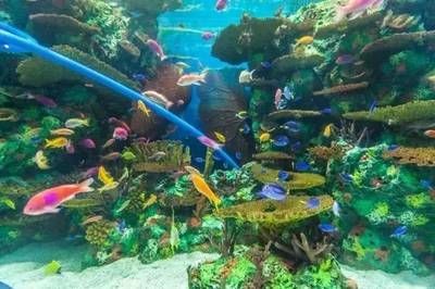 寧波水族館vs祥龍魚場（寧波水族館和祥龍魚場各有特點）