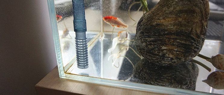 印尼虎魚多少溫度飼養最好:印尼虎魚多少溫度飼養最好印尼虎魚多少溫度飼養最好 森森底吸泵白色和藍色的區別 森森魚缸 森森底吸泵白色和藍色的區別 森森底吸泵白色和藍色的區別 森森魚缸