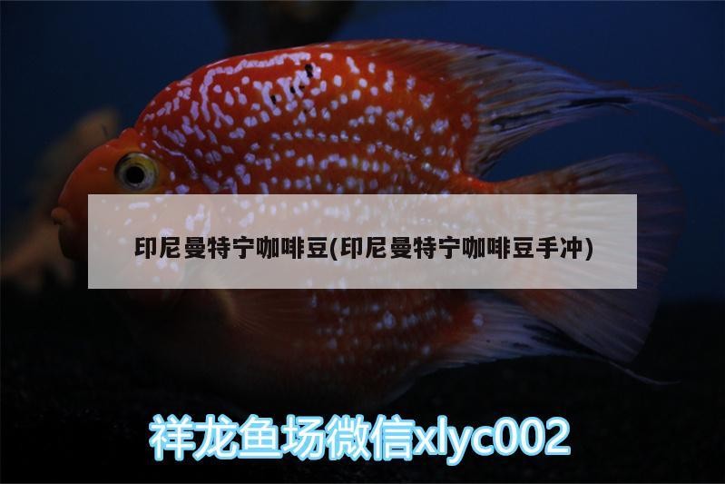 印尼曼特寧咖啡豆(印尼曼特寧咖啡豆手沖)