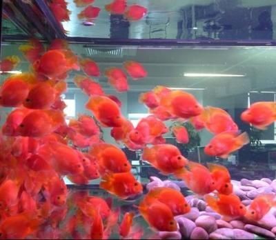 常溫水養什么觀賞魚（在常溫水中養什么觀賞魚適合在常溫水中養殖） 常溫水養什么觀賞魚（在常溫水中養什么觀賞魚適合在常溫水中養殖） 馬來西亞咖啡 第1張