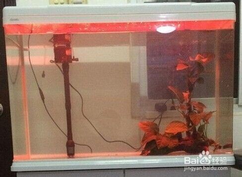 常溫水養什么觀賞魚（在常溫水中養什么觀賞魚適合在常溫水中養殖） 常溫水養什么觀賞魚（在常溫水中養什么觀賞魚適合在常溫水中養殖） 馬來西亞咖啡 第2張