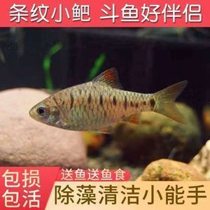 常溫水養什么觀賞魚（在常溫水中養什么觀賞魚適合在常溫水中養殖） 常溫水養什么觀賞魚（在常溫水中養什么觀賞魚適合在常溫水中養殖） 馬來西亞咖啡 第3張