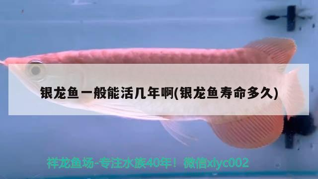 過背金龍魚挑選圖解大全集(過背金龍魚怎么挑選)