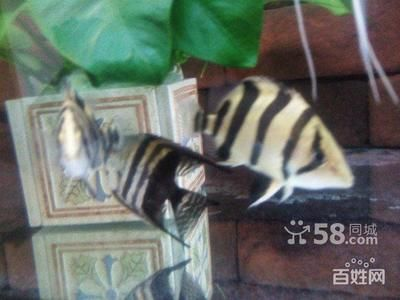 虎魚買幾條合理一點：在購買虎魚時，選擇合適的數量是重要的