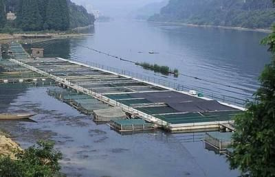 魟魚換水暴斃：魟魚換水暴斃的幾點原因
