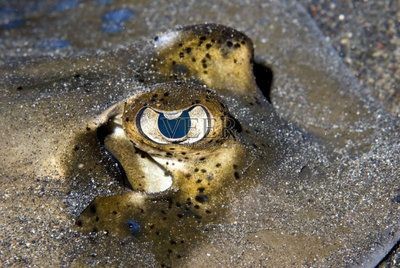 白子魟魚眼睛顏色：白子魟魚的眼睛顏色是紅色的