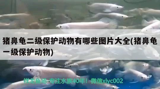 豬鼻龜二級(jí)保護(hù)動(dòng)物有哪些圖片大全(豬鼻龜一級(jí)保護(hù)動(dòng)物)