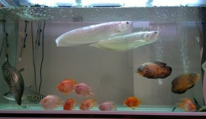 家中養銀龍魚養幾條好風水