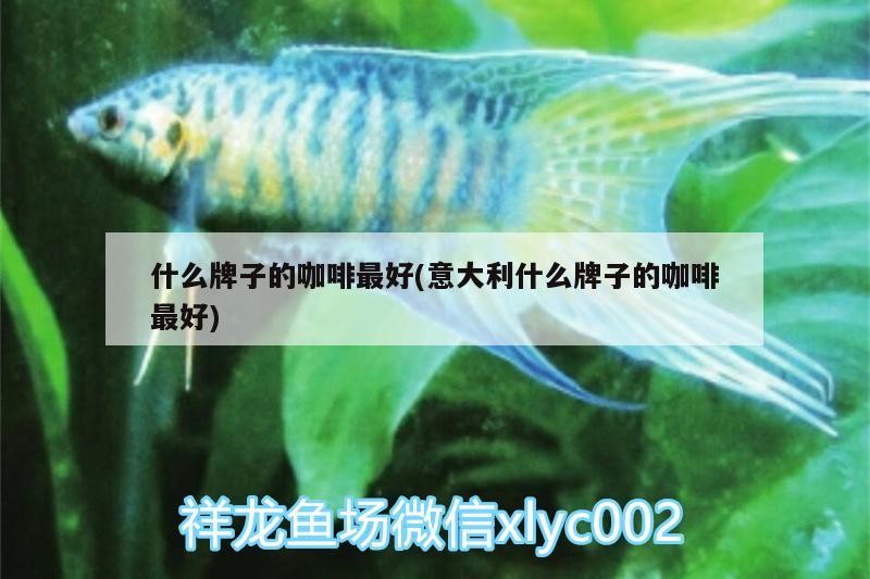 什么牌子的咖啡最好(意大利什么牌子的咖啡最好)