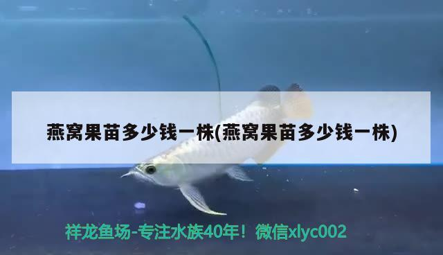 藍色過背金龍魚價格及圖片大全：藍色過背金龍魚多少錢一只，藍色過背金龍魚價格及圖片大全