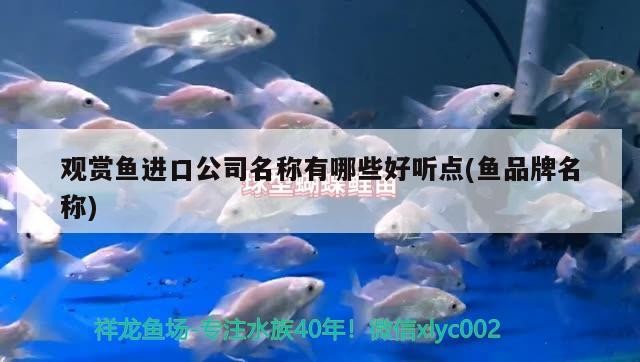 藍色過背金龍魚價格及圖片大全：藍色過背金龍魚多少錢一只，藍色過背金龍魚價格及圖片大全