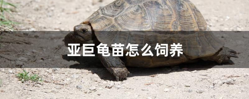 亞巨龜苗怎么飼養(yǎng)