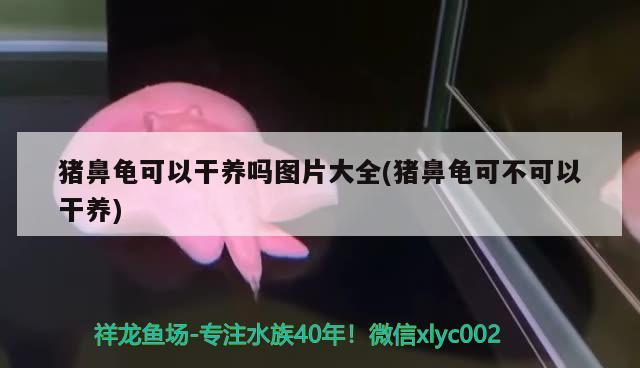 豬鼻龜可以干養嗎圖片大全(豬鼻龜可不可以干養)
