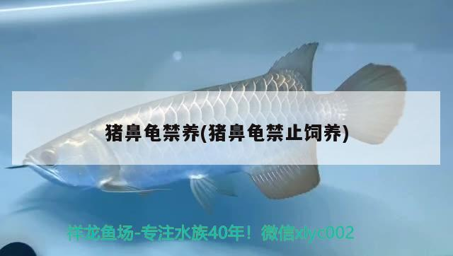 豬鼻龜禁養(yǎng)(豬鼻龜禁止飼養(yǎng))