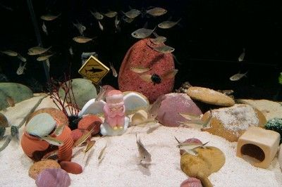 sπs魚缸：\"sπs\"sπs魚缸品牌介紹 sπs魚缸：\"sπs\"sπs魚缸品牌介紹 魚缸百科 第3張