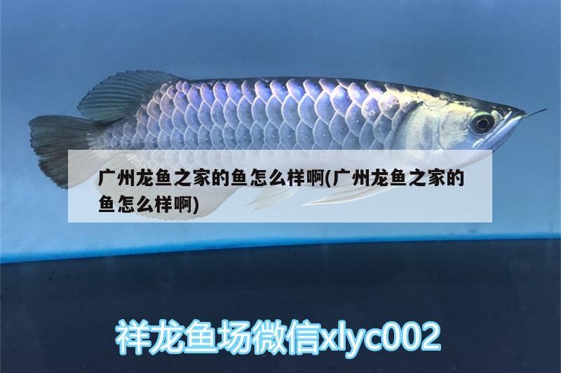 世界3大咖啡豆榜首，cotti品牌介紹