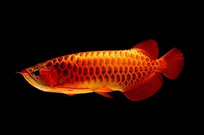 紅龍魚金龍魚銀龍魚的寓意是：紅龍魚、金龍魚、銀龍魚的寓意 紅龍魚金龍魚銀龍魚的寓意是：紅龍魚、金龍魚、銀龍魚的寓意 紅龍魚百科 第3張
