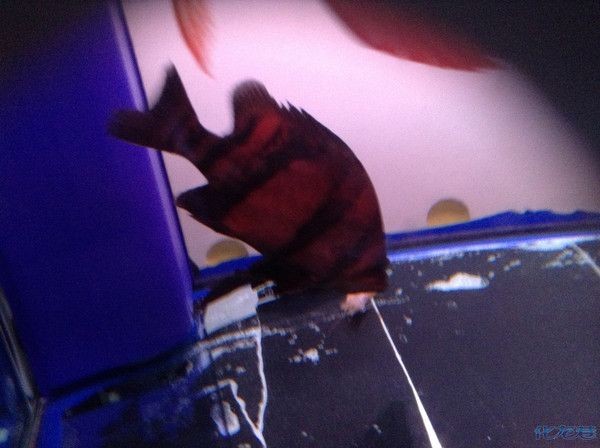 黑缸虎魚假性蒙眼：如何判斷虎魚是否假性蒙眼