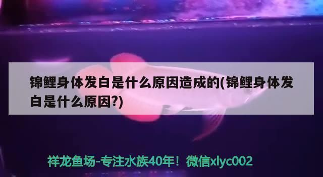 龍魚身上起了一層白霜vs祥龍魚場：祥龍魚場評價如何龍魚常見疾病預防