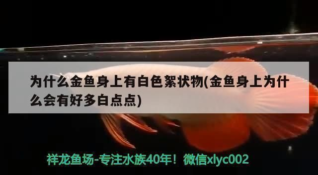 龍魚身上起了一層白霜vs祥龍魚場：祥龍魚場評價如何龍魚常見疾病預防