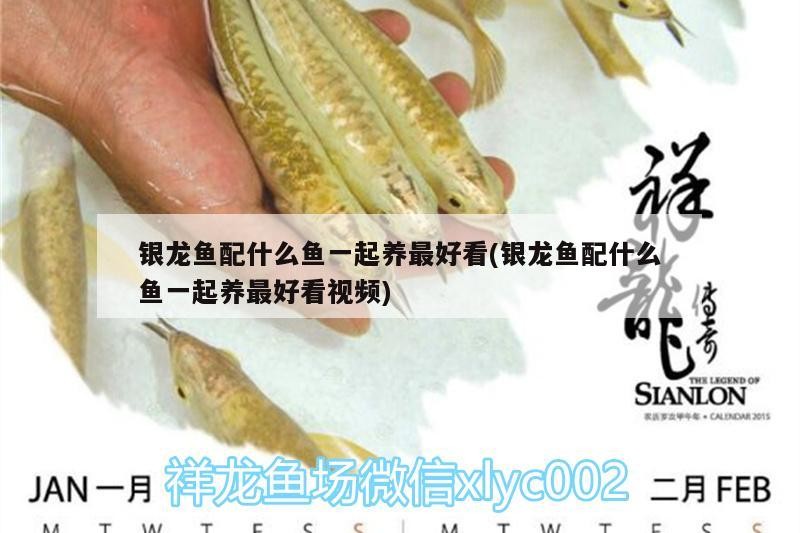 銀龍魚配什么魚一起養最好看(銀龍魚配什么魚一起養最好看視頻)
