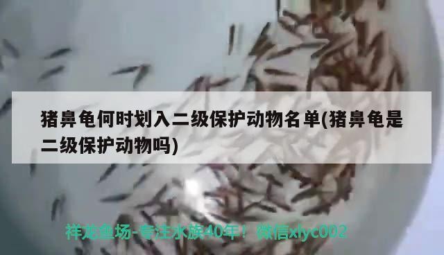 豬鼻龜何時劃入二級保護動物名單(豬鼻龜是二級保護動物嗎) 豬鼻龜何時劃入二級保護動物名單(豬鼻龜是二級保護動物嗎) 豬鼻龜百科