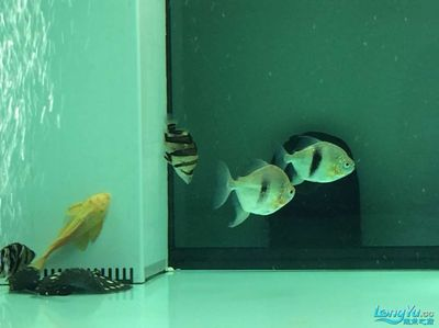博特水泵8000流量每檔流量圖（博特水泵8000對應(yīng)的流量）