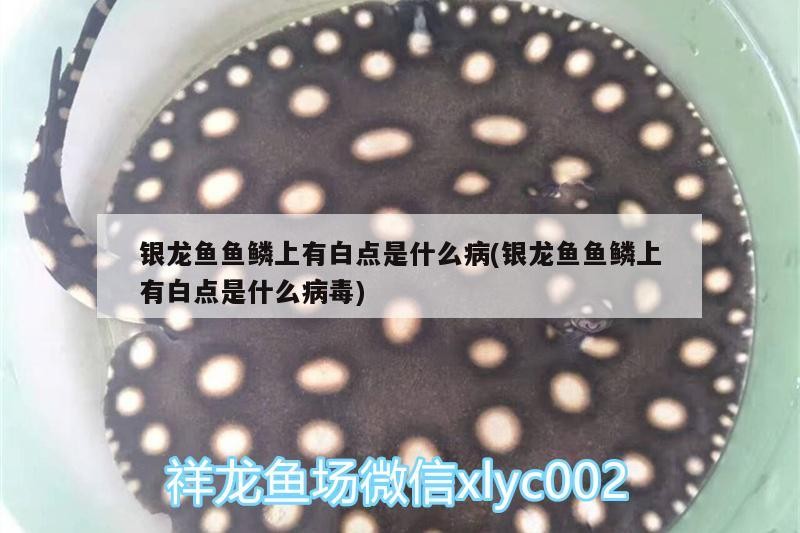 銀龍魚魚鱗上有白點是什么病(銀龍魚魚鱗上有白點是什么病毒)