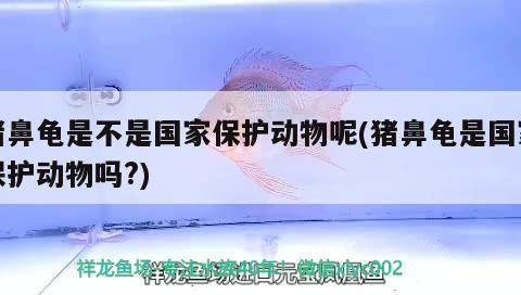 豬鼻龜是不是國(guó)家保護(hù)動(dòng)物呢(豬鼻龜是國(guó)家保護(hù)動(dòng)物嗎?)