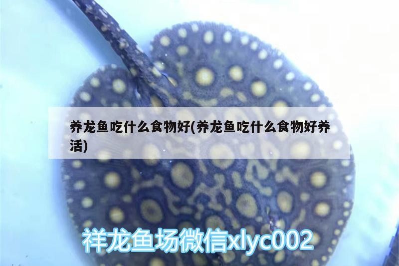 養龍魚吃什么食物好(養龍魚吃什么食物好養活)