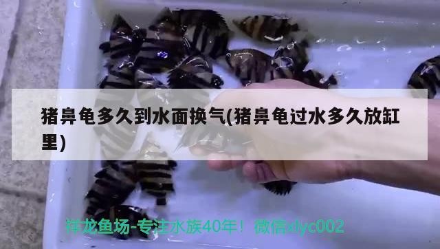 豬鼻龜多久到水面換氣(豬鼻龜過水多久放缸里)