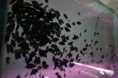 虎魚的繁殖方式及種類：虎魚人工繁殖面臨挑戰，虎魚的繁殖技術未被完全掌握