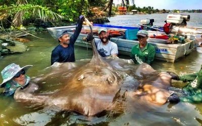 魟魚沒過好水多久會死的快一點：魟魚如果未能經過適當的水處理，可能會很快死亡