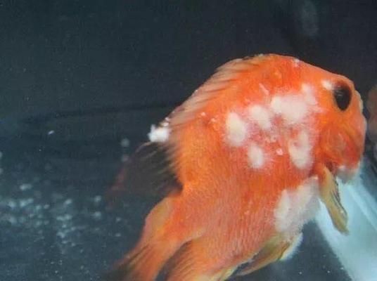 虎魚身上長白毛怎么治療視頻：虎魚身上長白毛怎么治療