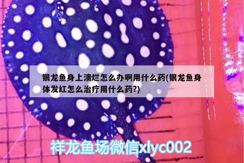 銀龍魚身上潰爛怎么辦啊用什么藥(銀龍魚身體發(fā)紅怎么治療用什么藥?)