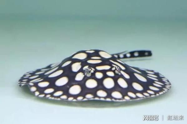 魟魚市場價格對比分析：魟魚養(yǎng)殖成本效益分析[需手動填充][需手動填充]魚市場價格對比分析其影響因素