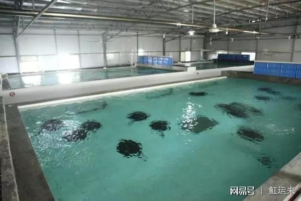 魟魚市場價格對比分析：魟魚養(yǎng)殖成本效益分析[需手動填充][需手動填充]魚市場價格對比分析其影響因素