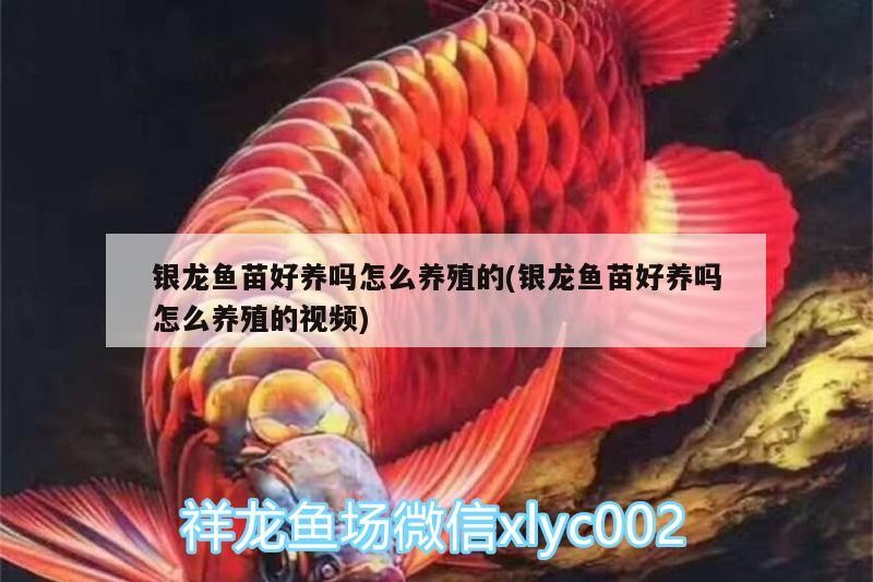 銀龍魚苗好養(yǎng)嗎怎么養(yǎng)殖的(銀龍魚苗好養(yǎng)嗎怎么養(yǎng)殖的視頻) 銀龍魚苗好養(yǎng)嗎怎么養(yǎng)殖的(銀龍魚苗好養(yǎng)嗎怎么養(yǎng)殖的視頻) 銀龍魚百科