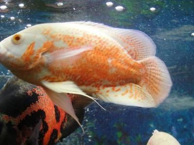 虎魚在魚缸里能活幾年：虎魚在魚缸中的壽命受多種因素影響，虎魚在魚缸里能活幾年